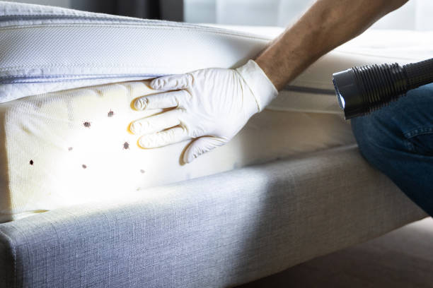 Best Termite Control Services  in Untain View, MO