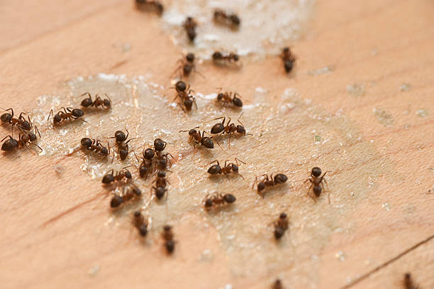 Best Wasp Removal Services  in Untain View, MO