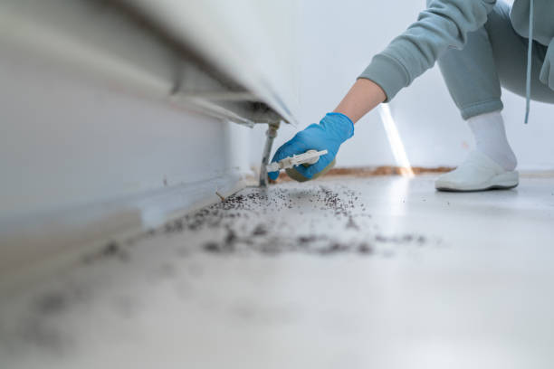 Wasp Removal Services in Mountain View, MO